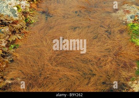 Japweed Sargassum Muticum eine invasive alien Braunalgen verstopfen ein Rockpool UK Stockfoto