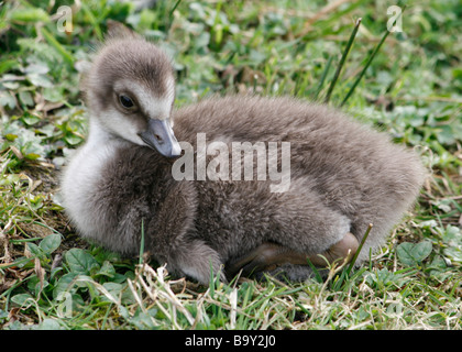 Hawaiianische Gans oder Nene Küken (Branta Sandvicensis) bei Martin bloße WWT in Lancashire. Stockfoto