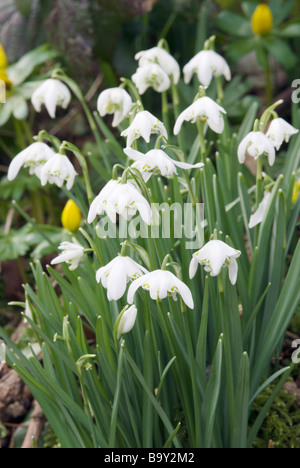 GALANTHUS NIVALIS FLORE PLENO GEMEINSAMEN DOPPEL SCHNEEGLÖCKCHEN MIT WINTER ACONITES Stockfoto