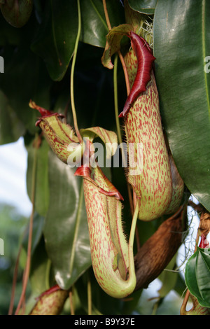 Tropischen Kannenpflanzen oder Affe Tassen, fleischfressende Kannenpflanze Nepenthes "Miranda", Nepenthaceae, Philippinen Stockfoto