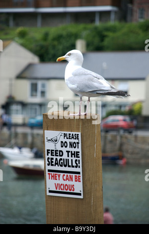 Eine Möwe steht trotzig auf ein tun, nicht füttern die Möwen Bekanntmachung, Looe, Cornwall, UK Stockfoto