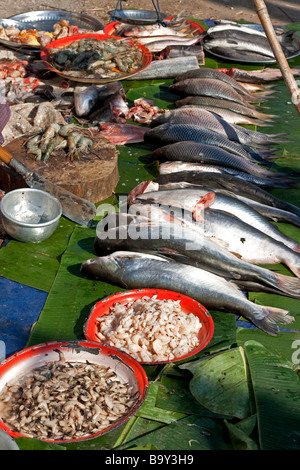 Frischer Fisch stand auf Aungban Markt, Shan State in Myanmar (Burma) Stockfoto