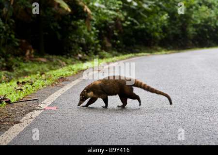 Eine weiße Nase Nasenbär (Nasua Narica) in die Straße rund um Lake Arenal, Costa Rica. Stockfoto