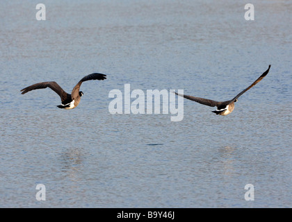 Kanadagänse (Branta canadensis) Stockfoto