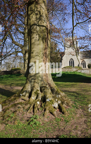 Baum-Wurzeln und St Kenelm, Minster Lovell Hall, erbaute Kirche von Herrn William Lovell den 40er Stockfoto