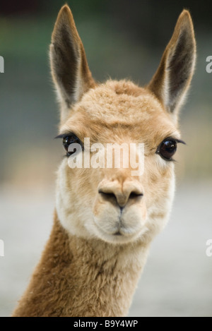 Lama (Lama Glama) Stockfoto