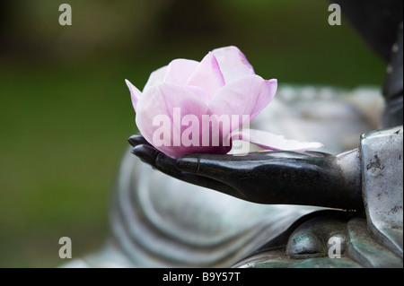 Magnolie Blume in der Hand einer Buddha-Statue zündeten Arboretum. Gloucestershire, England Stockfoto
