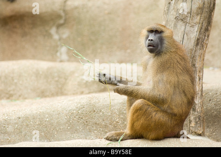 Guinea-Pavian (Papio Papio) Stockfoto