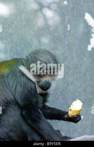 Diana Monkey (Cercopithecus Diana), Verzehr von Obst Stockfoto