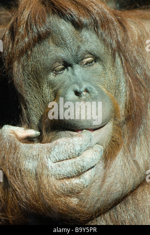 Orang-Utan (Pongo Pygmaeus) Stockfoto