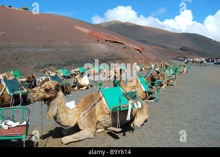 Kamel reitet, Nationalpark Timanfaya, Lanzarote, Kanarische Inseln, Spanien Stockfoto