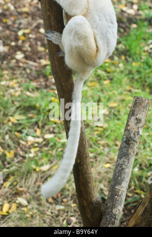 Lemur in Struktur, niedrige Abschnitt Stockfoto