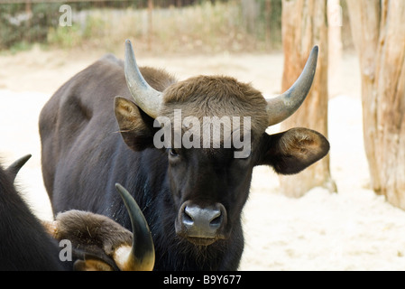 Gaur (Bos Gaurus) Stockfoto