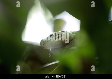 Kopf der Schlange versteckt im Laub Stockfoto