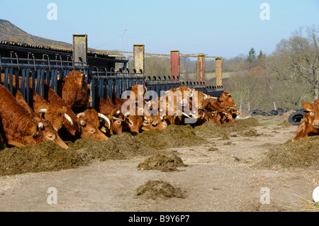 Stock Foto von Limousin Kühe füttern auf dem Bauernhof in der Region Limousin in Frankreich das Foto aufgenommen wurde Stockfoto