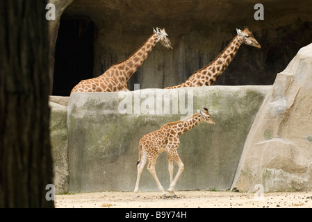Erwachsene und junge Giraffen (Giraffa Giraffe) Stockfoto