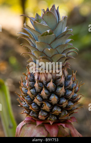 Eine junge Ananas (Ananas Comosus) auf der Insel Ometepe, Nicaragua. Stockfoto