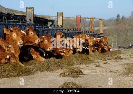 Stock Foto von Limousin Kühe füttern auf dem Bauernhof in der Region Limousin in Frankreich das Foto aufgenommen wurde Stockfoto