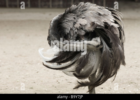 Größere Rhea (Rhea Americana) Stockfoto