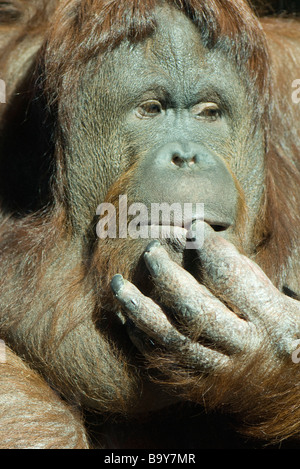 Orang-Utan (Pongo Pygmaeus) Stockfoto