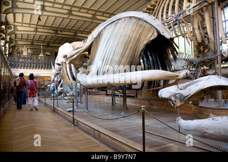 Museum of Natural History, Paris, Frankreich. Wal-Knochen, Skelett, Meeressäuger, tierische Probe, Fauna, Tierwelt. Menschen, Besucher Stockfoto