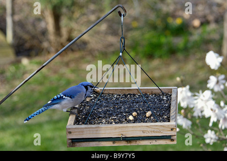 Blue Jay auf Plattform Feeder mit Erdnuss im südlichen Indiana Stockfoto