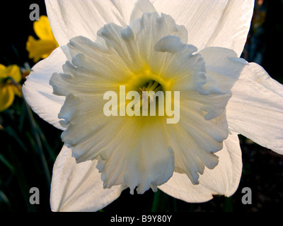 Narzisse, Doffodil ist der botanische Name für eine Gattung der hauptsächlich winterhart, meist Frühjahr blühende Zwiebeln. Stockfoto