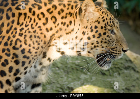 Leopard (Panthera Pardus) Stockfoto