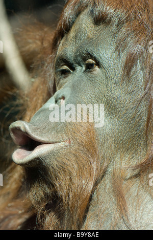 Orang-Utan (Pongo Pygmaeus), spitzte die Lippen Stockfoto