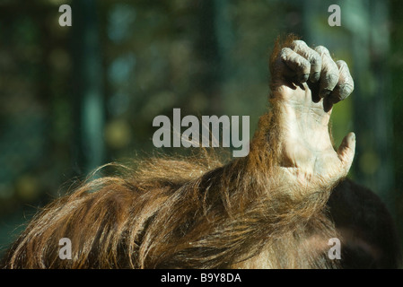 Orang-Utan (Pongo Pygmaeus), hand Stockfoto