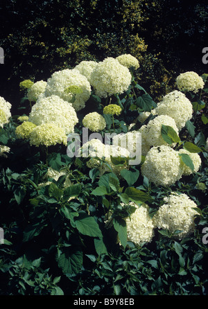 Hydrangea Arborescens 'Annabelle' Stockfoto