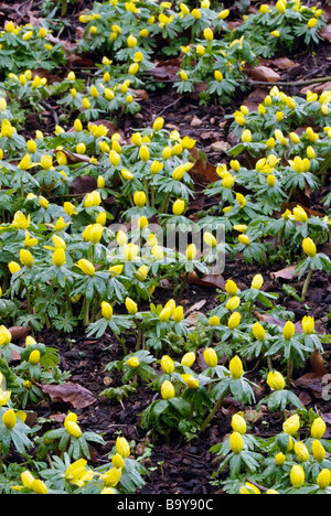 WINTER ACONITES ERANTHIS HYEMALIS IM COLESBOURNE PARK GLOUCESTERSHIRE, ENGLAND Stockfoto