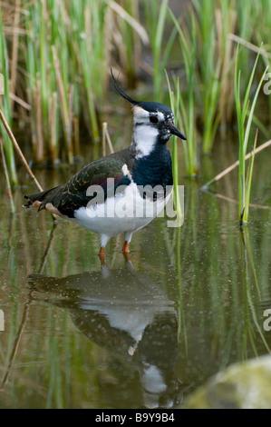 Kiebitz stehen im Teichwasser Stockfoto