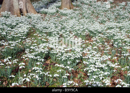 GALANTHUS S ARNOTT IM COLESBOURNE PARK, GLOUCESTERSHIRE, ENGLAND Stockfoto