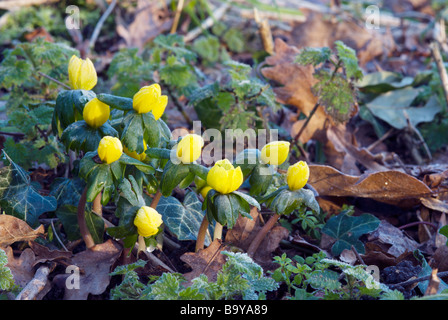 ERANTHIS HYEMALIS WINTER ACONITES IN DEN FRÜHEN MORGENSTUNDEN SONNE Stockfoto