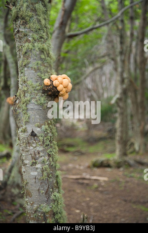 Cyttaria Harioti baumpilz Tierra del Fuego Nationalpark Argentinien Südamerika Stockfoto