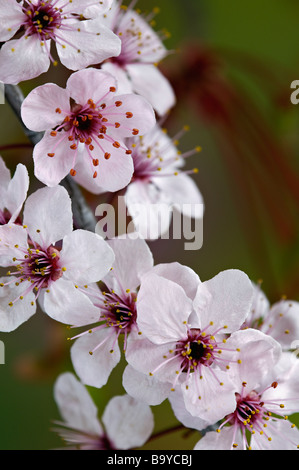 Blüten lila Blatt Pflaumenbaum Stockfoto