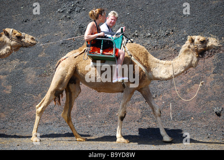 Kamel reitet, Nationalpark Timanfaya, Lanzarote, Kanarische Inseln, Spanien Stockfoto