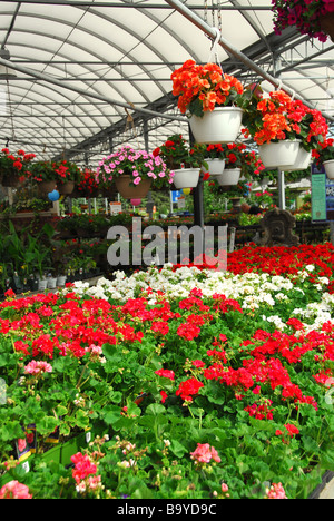 Reihen von Blumen für den Verkauf in einem Gewächshaus Stockfoto