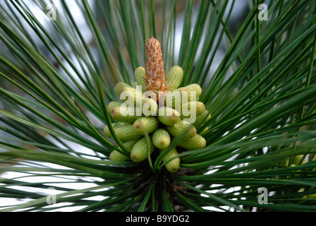 Neue unreife Pollen Kegel Stockfoto