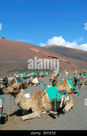 Kamel reitet, Nationalpark Timanfaya, Lanzarote, Kanarische Inseln, Spanien Stockfoto