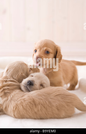 Drei Zwergdackel auf einer Decke Stockfoto