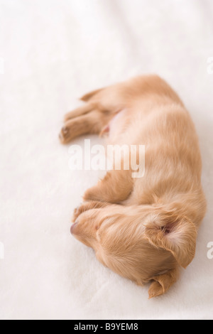 Zwergdackel auf einer Decke schlafen Stockfoto