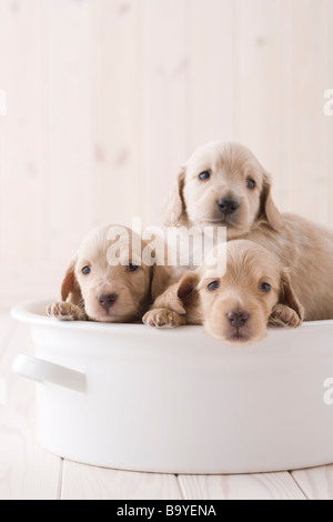 Drei Zwergdackel in einem container Stockfoto