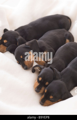 Vier Zwergdackel auf einer Decke schlafen Stockfoto