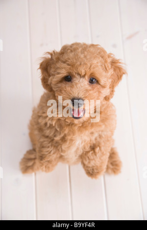 Pudel stehend Stockfoto