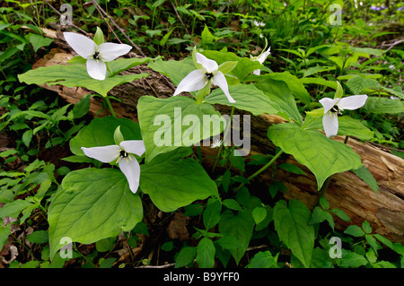 Süße weiße Trillium wachsen auf der Roaring Fork Motor Naturlehrpfad in Great Smoky Mountains Nationalpark Tennessee Stockfoto