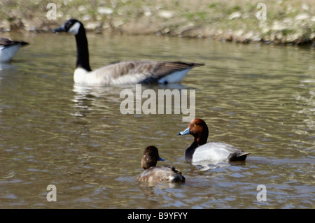 Rothaarige Drake und Henne schwimmen in der Nähe von Canada Goose Stockfoto