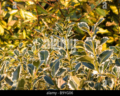 Stechpalme (Ilex Aquifolium) Silber Stockfoto