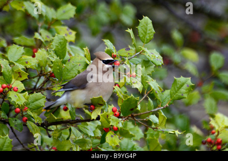 Zeder Seidenschwanz ernähren sich von Beeren in Holly Tree im südlichen Indiana Stockfoto